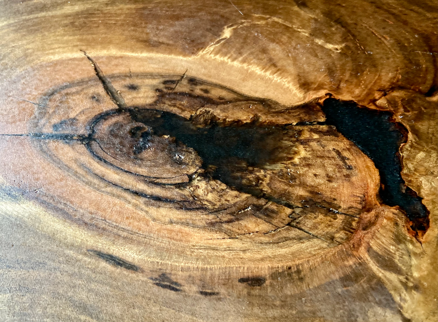 Live Edge Hardwood Ambrosia Maple Coffee Table with Deeply Rich Heartwood Center and Rough Sawn Edge Accents