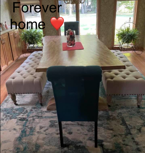  unique hardwood sycamore dining room table slab and trestle legs